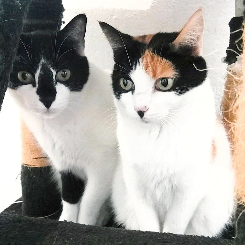 Pepper & Fernando