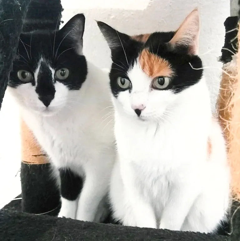 Pepper & Fernando