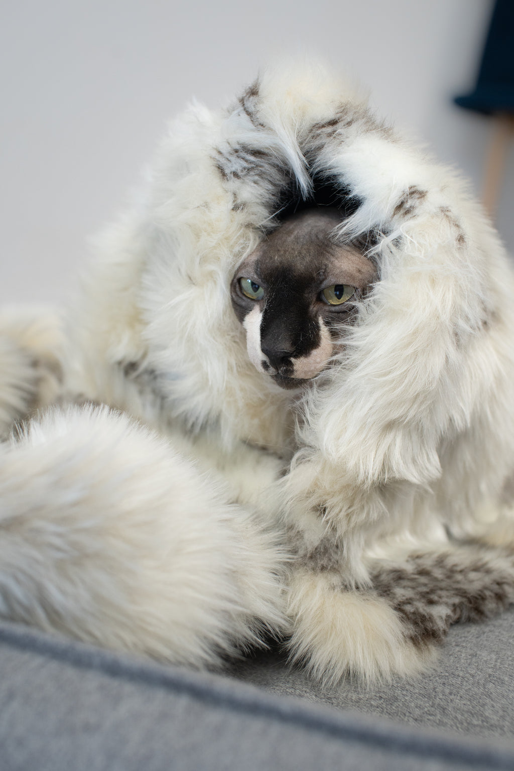 Föra Katzendecke – LABBVENN