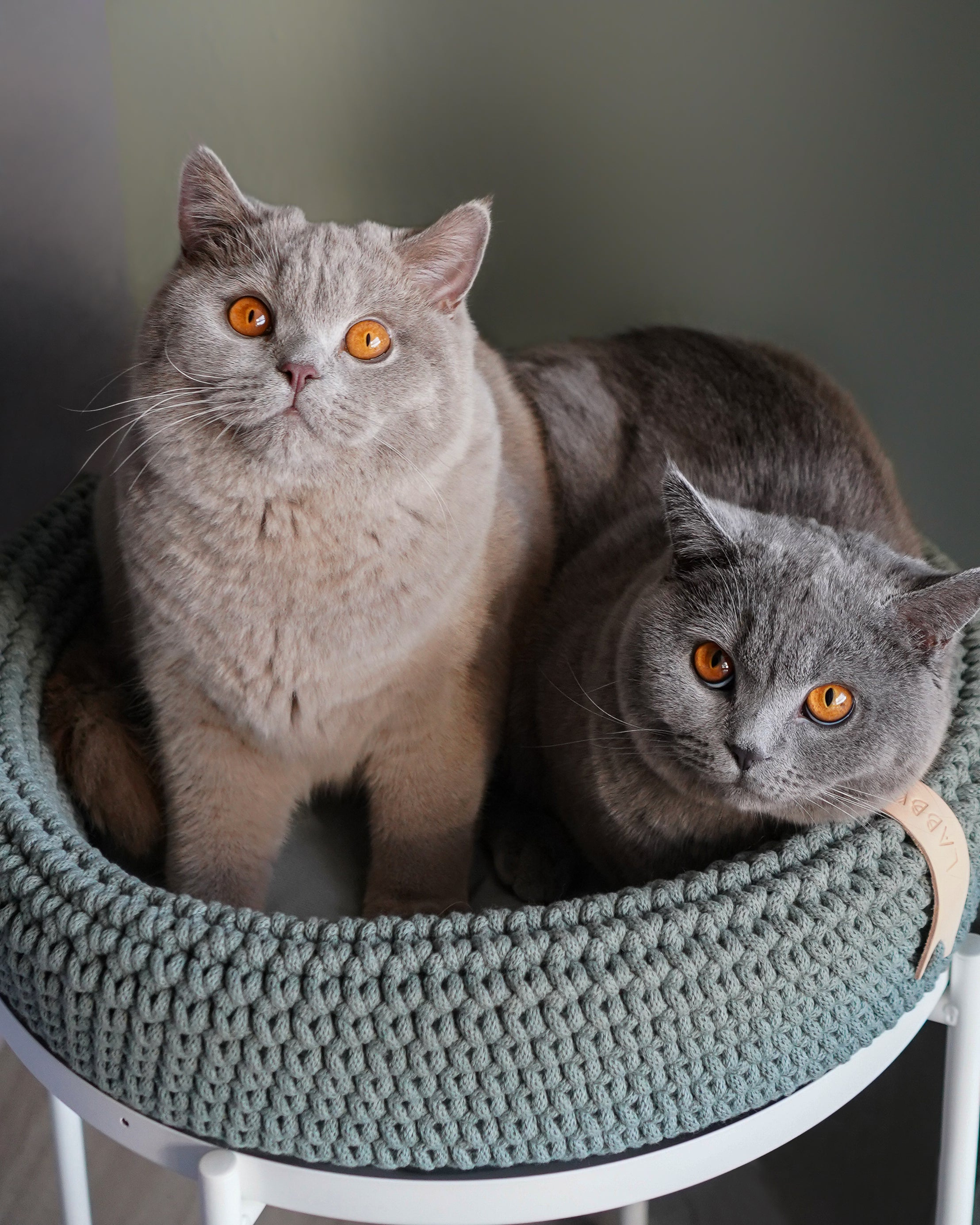 COCO Katzenkorb – LABBVENN