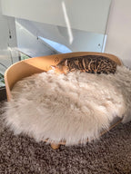 Föra Katzendecke – LABBVENN