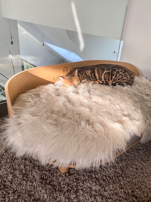 Föra Katzendecke – LABBVENN