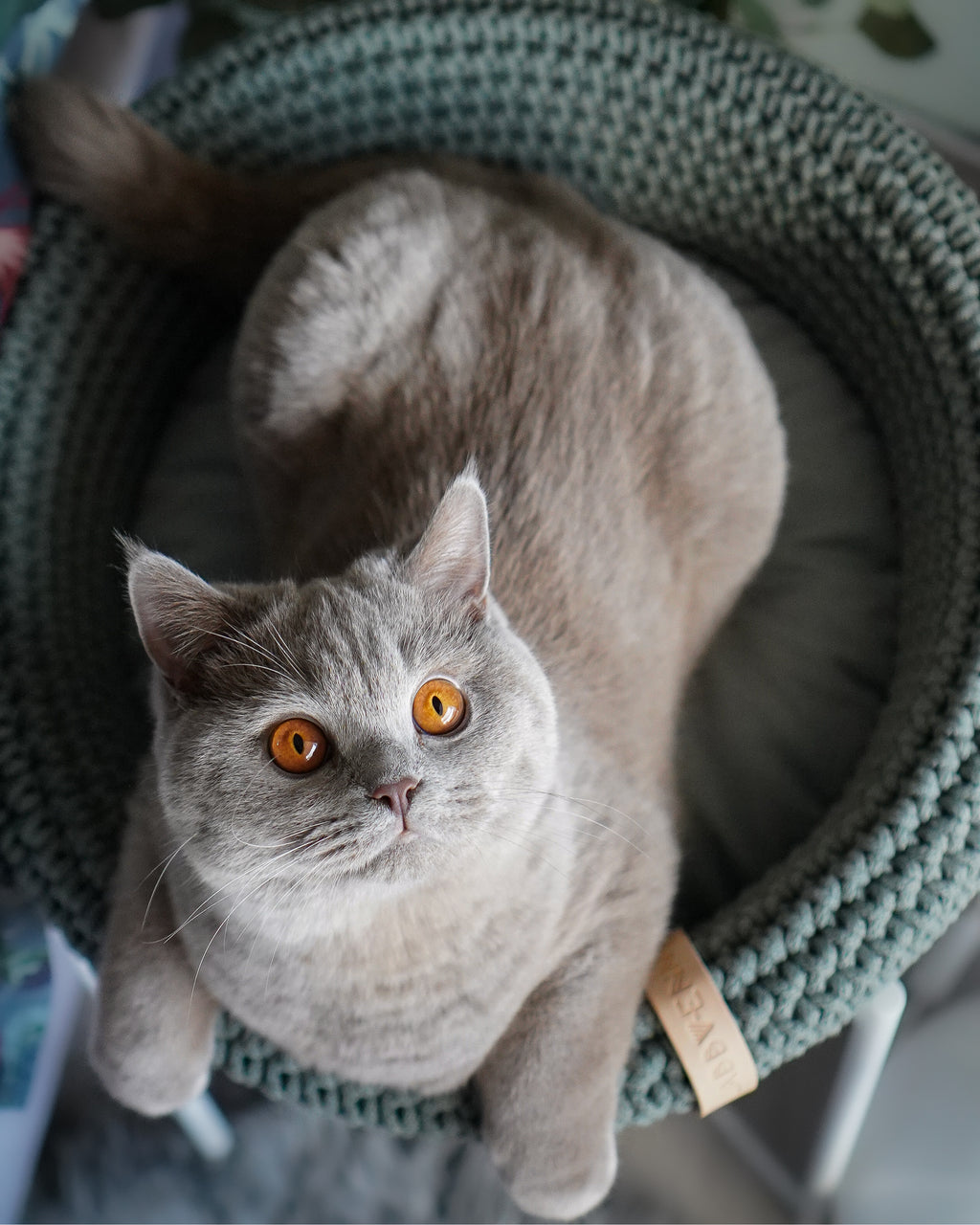COCO Katzenkorb – LABBVENN