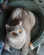 COCO Katzenkorb – LABBVENN