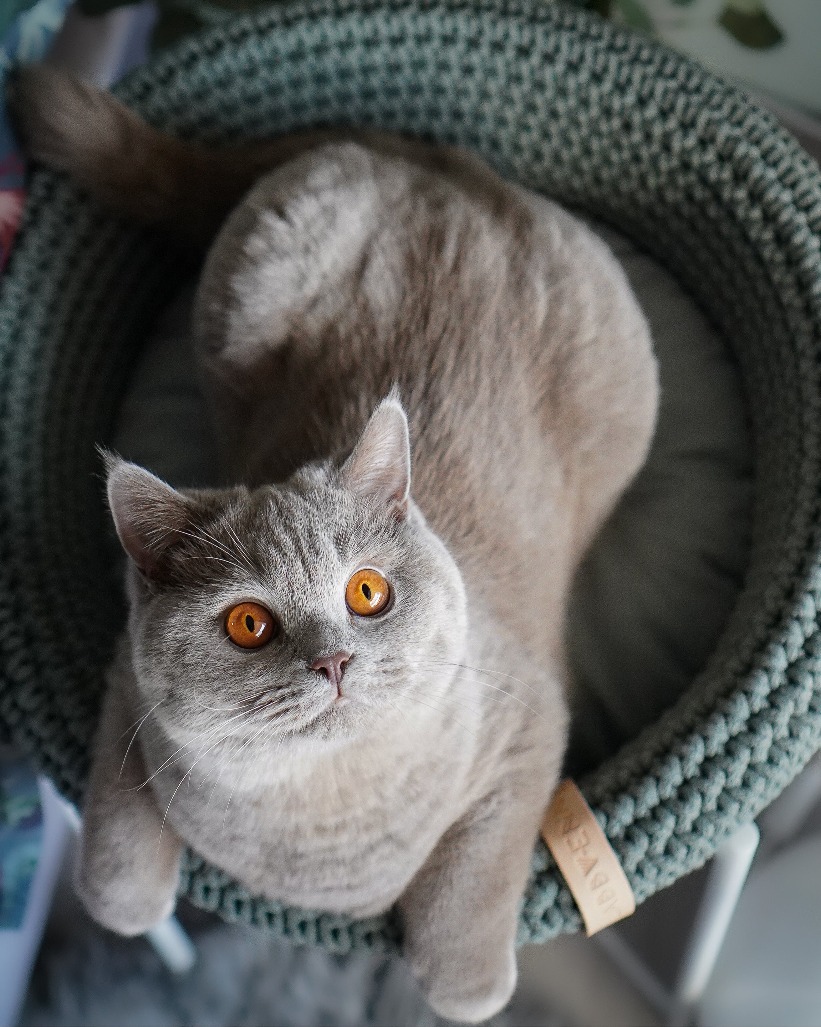 COCO Katzenkorb – LABBVENN